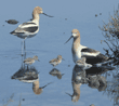 American avocet parents and chicks