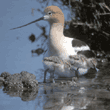American avocet and chicks