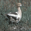American avocet and chicks