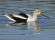 American avocet swimming in duck pond