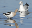 American avocet with gull in background