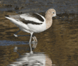 standing American avocet lifting foot out of water