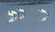 black-capped avocets (pied avocets)