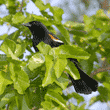 red-winged blackbird, male