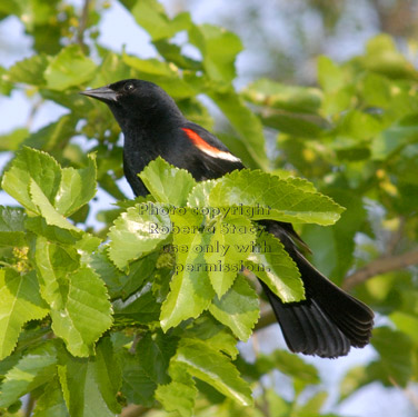 red-winged blackbird, male