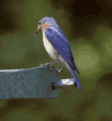 eastern bluebird
