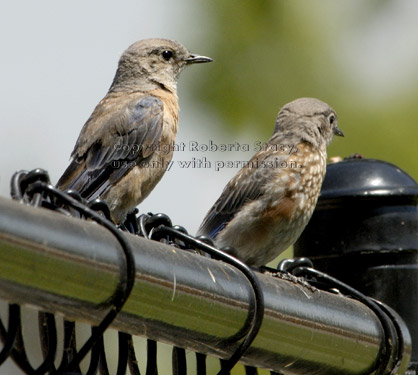 western bluebirds, adult and juvenile