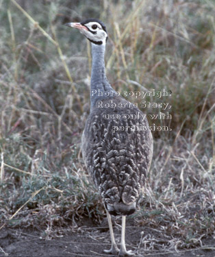 white-bellied bustard Tanzania (East Africa)