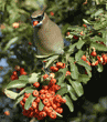 cedar waxwing with a pyracantha berry in its mouth