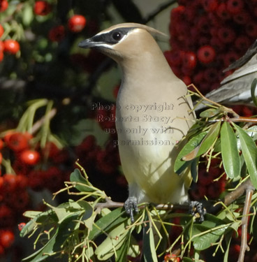 cedar waxwing perched on pyracantha branch