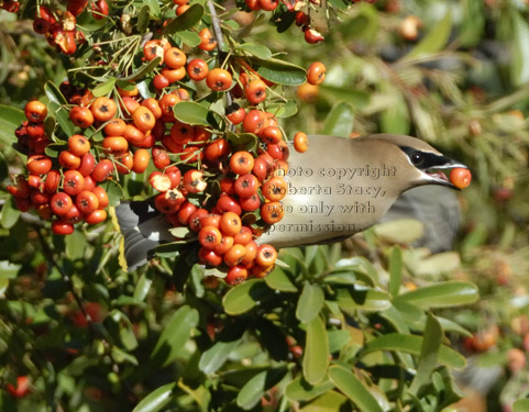cedar waxwing holding a pyracantha berry in its bill