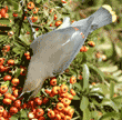 upside-down cedar waxwing reaching for a pyracantha berry