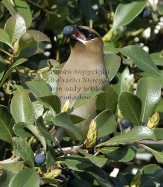 cedar waxwing with a berry in its beak