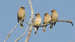 four cedar waxwings on high and distant tree branch