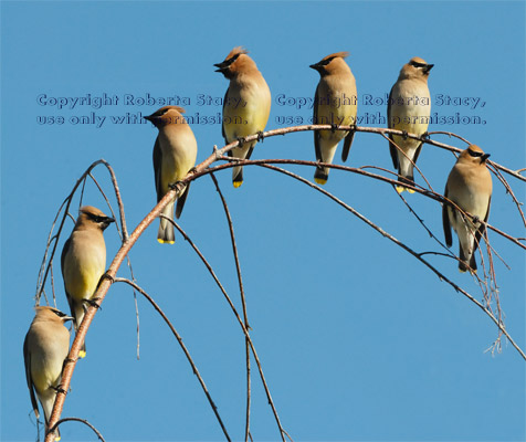 seven cedar waxwings on the top branch of a tree