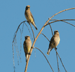 three cedar waxwings perched on tree branches