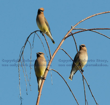 three cedar waxwings perched on tree branches