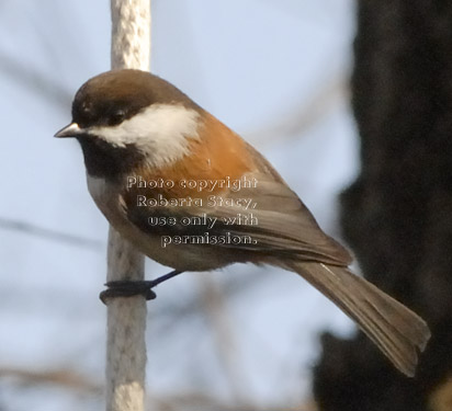 chestnut-backed chickadee on vertical rope that holds feeder