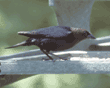 brown-headed cowbird