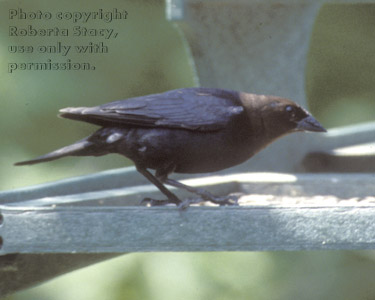 brown-headed cowbird