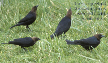 brown-headed cowbirds