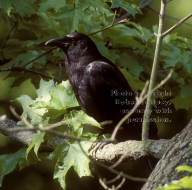 American crow