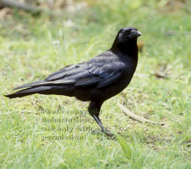 American crow