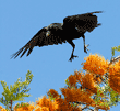 American crow taking off from a silk oak tree