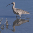 long-billed curlew in the water