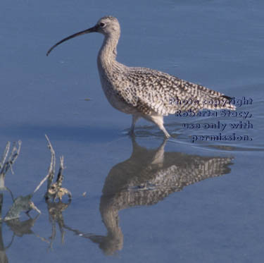 long-billed curlew in the water