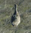 long-billed curlew, rear view