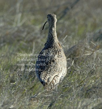 long-billed curlew, rear view