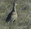 long-billed curlew in the grass