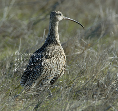 long-billed curlew in the grass