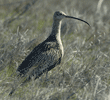 long-billed curlew, side view