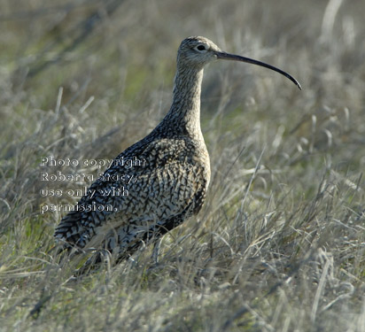 long-billed curlew, side view