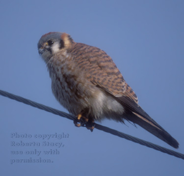 American kestrel