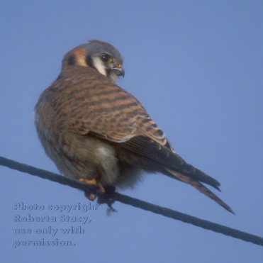 American kestrel