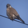 American kestrel