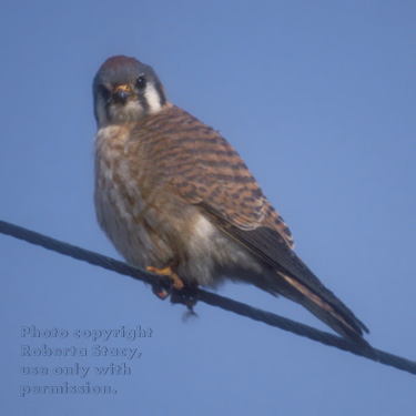 American kestrel