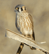 American kestrel