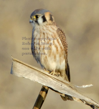 American kestrel