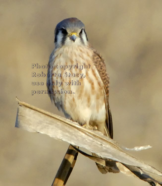 American kestrel