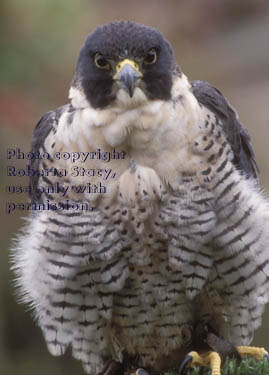 peregrine falcon