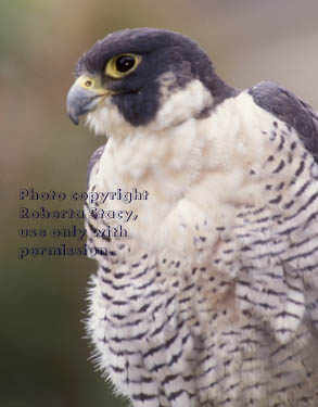 peregrine falcon