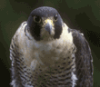 peregrine falcon