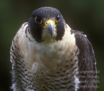 peregrine falcon