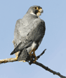 peregrine falcon on tree branch