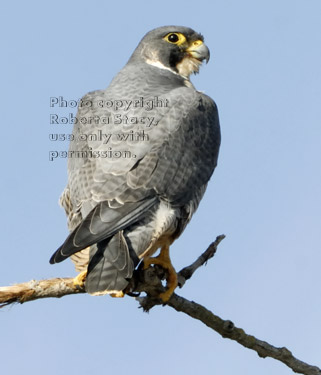 peregrine falcon on tree branch