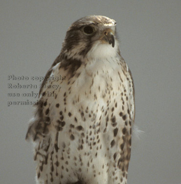 prairie falcon